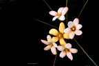 luci di primavera luci di primavera