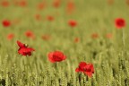 Maggio. E' difficile resistere. Almeno una