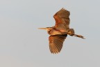 Airone rosso (ardea purpurea)