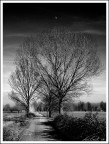 Panorama di alberi e luna Panorama di alberi e luna