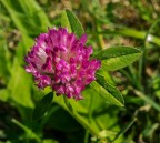 fiore