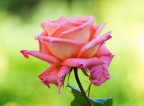 Rosa* Rosa*
