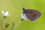 Coenonympha pamphilus