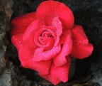 Rosa Rosa