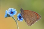 Maniola Jurtina (linnaeus, 1758) Maniola Jurtina (linnaeus, 1758)
