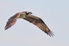 Falco pescatore Falco pescatore