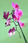 Orchidea