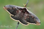 Saturnia pyri Saturnia pyri