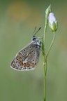 Polyommatus icarus maschio Polyommatus icarus maschio