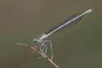 Platycnemis pennipes