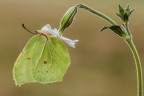 Gonepteryx rhamni Gonepteryx rhamni