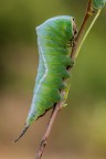 Bruco di Cerura vinula Bruco di Cerura vinula