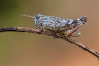 Calliptamus italicus Calliptamus italicus