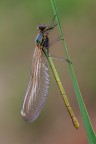 Giovane Calopteryx