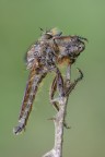 Predator Predator
