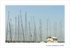 Fra gli alberi... Fra gli alberi...