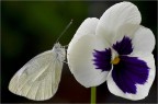 ... sulla pans�