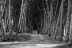 La pineta La pineta
