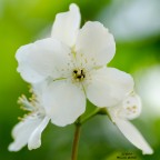 fiori d'arancio