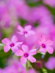 pink paradise