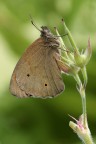 Maniola Jurtina
