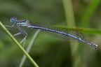 Libellula I Libellula I