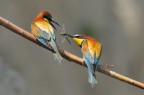 Per te Per te