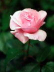 Rosa 2 Rosa 2