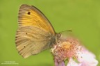 Maniola jurtina Maniola jurtina