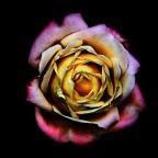 Rosa X Rosa X