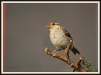 birds_8136 birds_8136