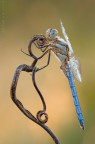 Orthetrum brunneum.... Orthetrum brunneum....