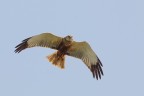 Falco di palude