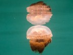Lago salato di meduse non urticanti
Jellysifh Lake - Arcipelago delle Togean
Indonesia