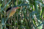 il tarabusino (Ixobrychus minutus) il tarabusino (Ixobrychus minutus)
