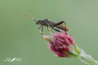 Camptopus lateralis Camptopus lateralis