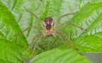 Spider Spider