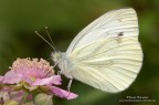 Pieris rapae Pieris rapae