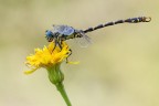 Onychogomphus forcipatus Onychogomphus forcipatus