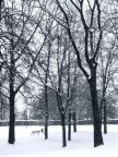 Alberi sotto la neve Alberi sotto la neve