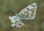 Pontia edusa... Pontia edusa...