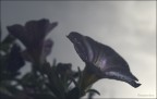Fiore Fiore