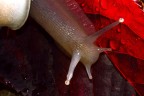 Lumaca su Rosso Lumaca su Rosso