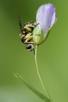 Dalmannia aculeata Dalmannia aculeata