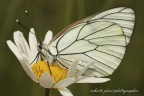 macro 1 macro 1