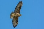 Poiana (Buteo buteo) Poiana (Buteo buteo)