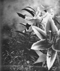 lilium porpora ;/) pinhole