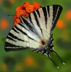 *** Bischerata *** *** Bischerata ***