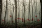 Tra gli alberi affiorano... Tra gli alberi affiorano...