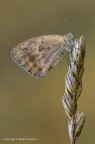 Coenonympha pamphilus Coenonympha pamphilus